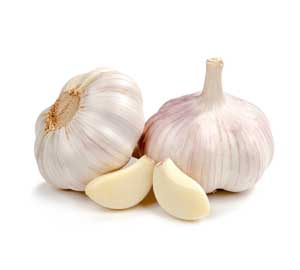 garlic